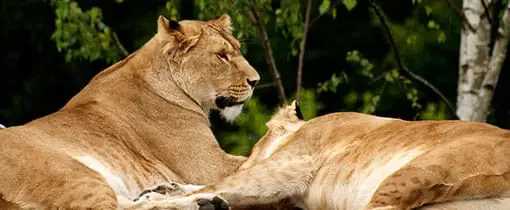 Leeuwen Beekse Bergen Safaripark Leeuwen Beekse Bergen Safaripark