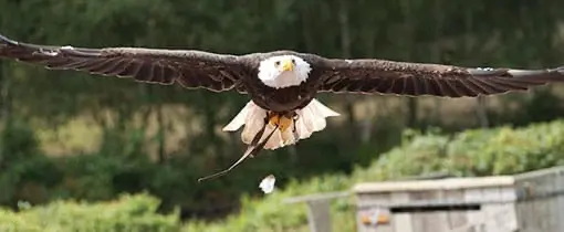 Roofvogels Beekse Bergen Safaripark Roofvogels Beekse Bergen Safaripark