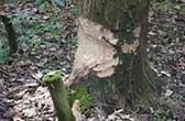 Bever sporen Natuurpark Lelystad Beversporen Natuurpark Lelystad