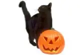 Halloween in Nederland Halloween