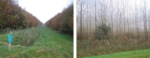 Het Horsterwold bij Zeewolde in Flevoland Het Horsterwold, Zeewolde, Flevoland