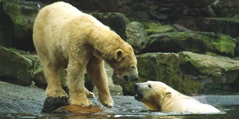 IJsberen in Ouwehands dierenpark IJsberen in Ouwehands dierenpark
