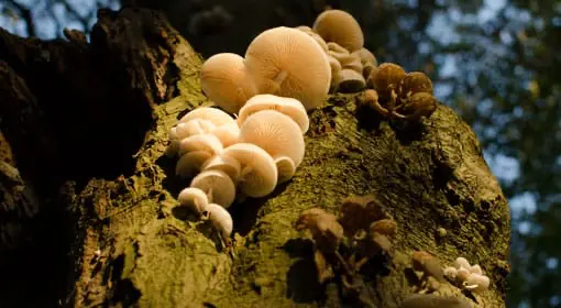 Paddestoelen fotograferen in de herfst Paddestoelen fotograferen in de herfst