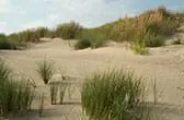 De duinen van Schiermonnikoog Duinen Schiermonnikoog