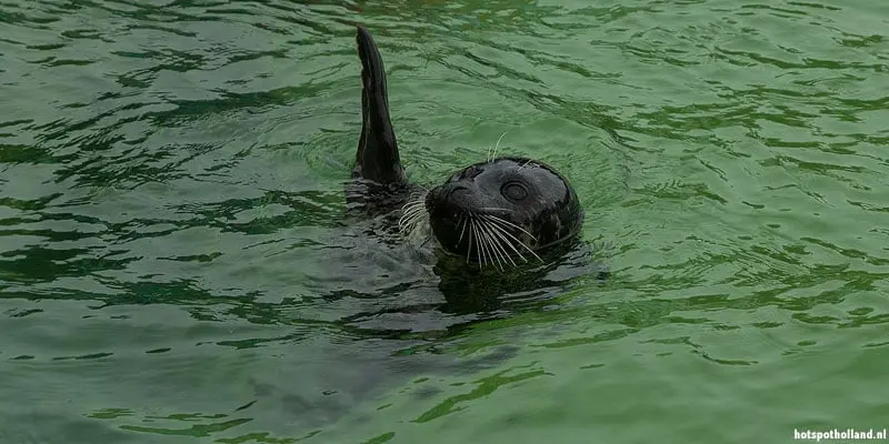 Texel vakantie Zeehond filmster Rob in Ecomare op Texel