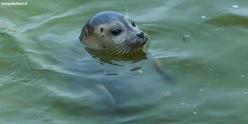 De Waddenzee is sinds 2009 Werelderfgoed De Wadden zijn sinds 2009 Werelderfgoed