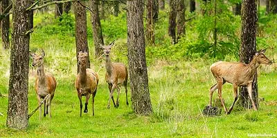 Herten bij het Aardhuis Wildpark