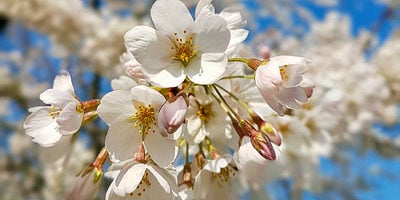 Springtime: Cherry Blossom Festival in Amstelveen (Amsterdam area)