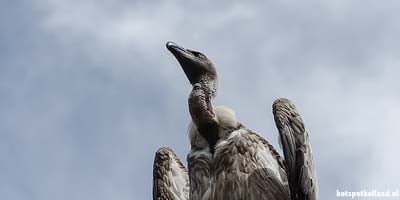 Trips Bird park Avifauna