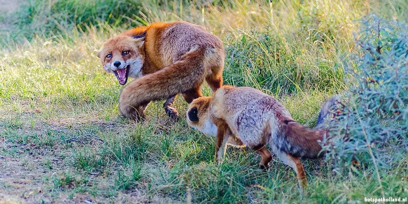 Dieren spotten Amsterdamse Waterleidingduinen