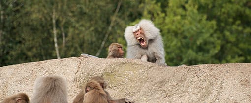 Apen Beekse Bergen Safaripark