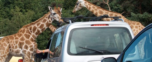 Safaripark Beekse Bergen Mit Eigenem Auto Auf Safari