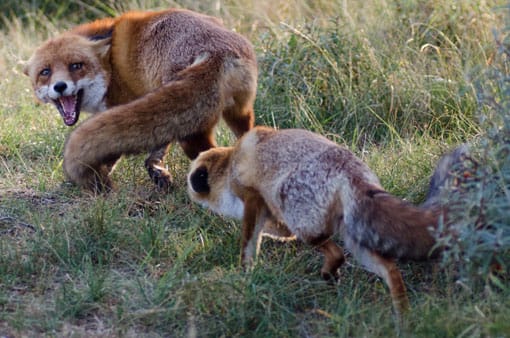 Banket verrassing Leonardoda Grote wilde dieren spotten: Big Five Nederland