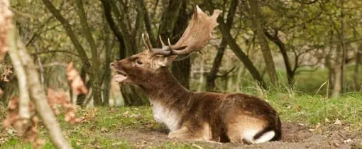 Burlend hert Amsterdamse Waterleidingduinen Burlend hert Amsterdamse Waterleidingduinen