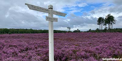 The heather at its best. Here at Landgoed Den Treek in the province of Utrecht