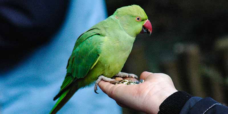 Naast de vogels vind je in Dierenpark Amersfoort ruim 1000 andere dieren