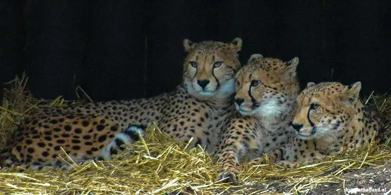 Ouwehands Dierenpark