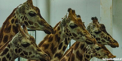 De giraffes. Een van de big five van Diergaarde Blijdorp