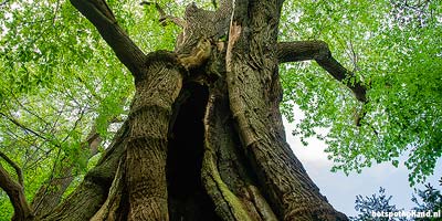 TripsThickest tree in the Netherlands