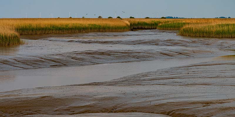 De Dollard