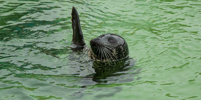 Rob de Zeehond, in Ecomare