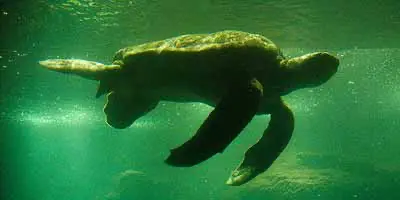 Reuzeschildpad in Dierenpark Emmen