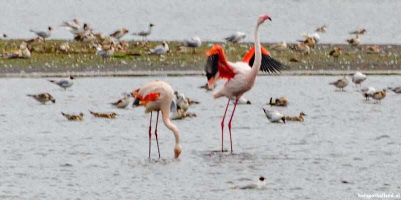 Flamingo's spotten Zwilbroekerveen