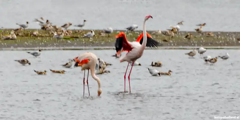 Flamingo's spotten Zwilbroekerveen