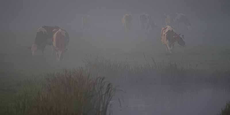 Op een vroege zondagmorgen lopen koeien in de mist langs de spoorlijn bij Workum