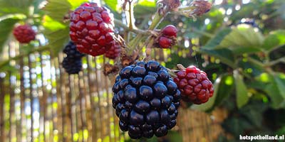 At the end of August, the beginning of September is blackberry time