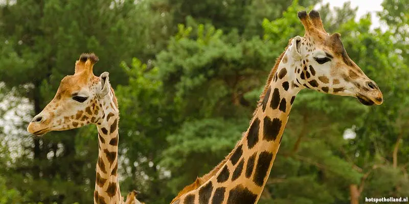 GaiaZOO
