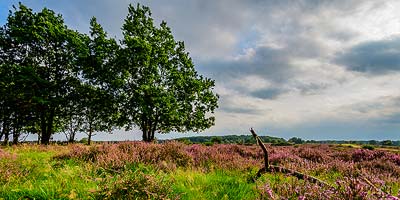 Aan het einde van de zomer is de heide op haar mooist