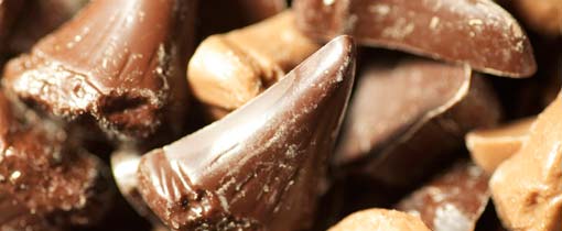 Haaientanden zoeken op het strand in Zeeland, Cadzand-Bad: de Jurrasic coast van Nederland Haaientanden, niet alleen als vondst op het strand maar ook als lekkernij van chocolade