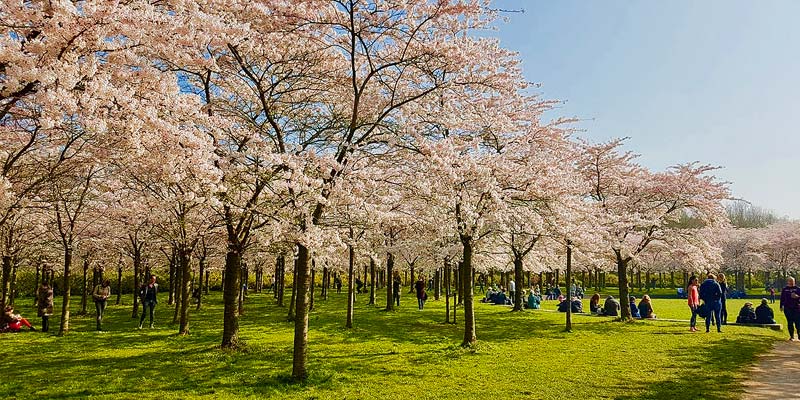 March/April: Cherry Blossom festival at the Amsterdamse Bos, Amstelveen