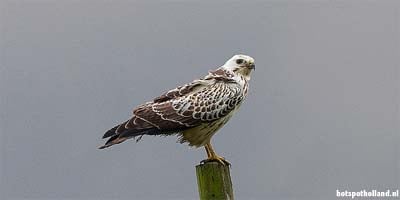 Bird watching in the Haringvliet