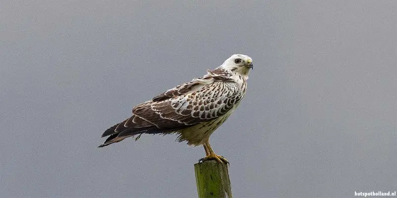 Vogelobservatorium Tij Haringvliet