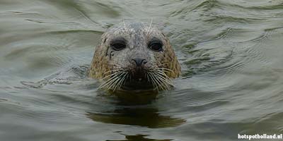 Zeehond bij de Hooge Platen in de Westerschelde