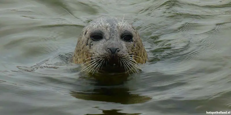 Hooge Platen Westerschelde