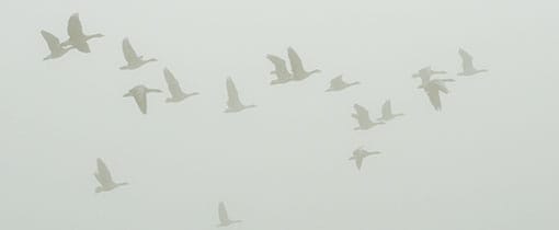 Horsterwold, Grootste loofbos West-Europa Opvliegende ganzen in het Horsterwold