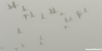 Opvliegende ganzen op een mistige ochtend in het Horsterwold