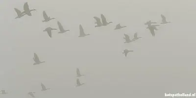 Opvliegende ganzen op een mistige ochtend in het Horsterwold
