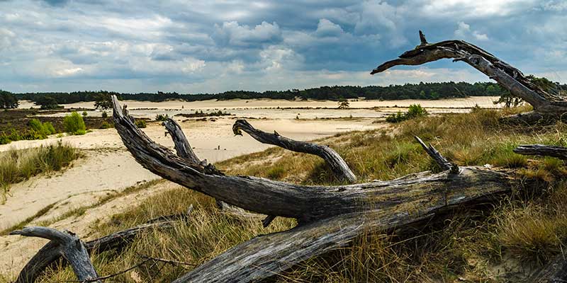 Zandvlakte Nederland overzicht; van zandverstuiving tot woestijn en duinen - Reisliefde