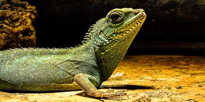 Leuke uitjes Iguana reptielenzoo