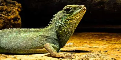 Iguana Reptile Zoo