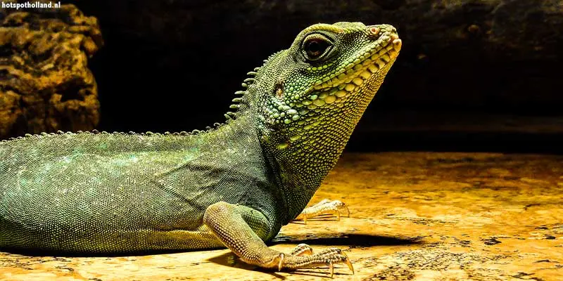 Iguana reptielenzoo