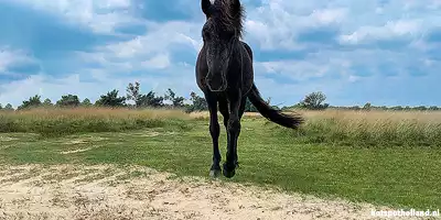 Oeps iets te dichtbij! Wilde paarden in Kampina