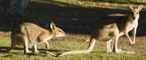 Kangaroos