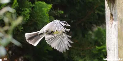 Een koolmeisje op weg naar haar jongen in het nestkastje