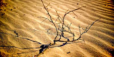 Het levende stuifzand van De Loonse en Drunense Duinen