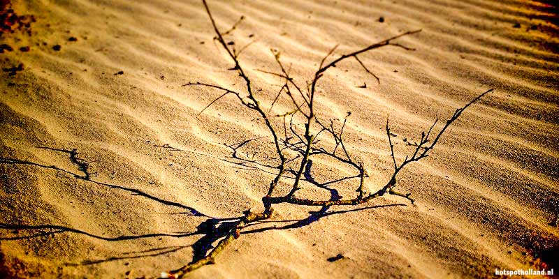 De Loonse en Drunense Duinen in Noord-Brabant